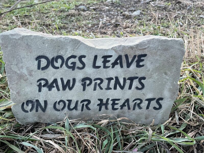 dogs leave